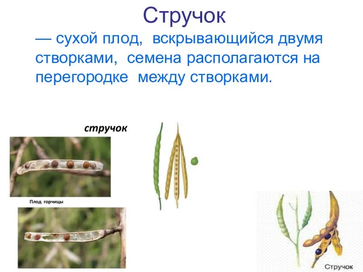 Стручок — сухой плод, вскрывающийся двумя створками, семена располагаются на перегородке между створками.