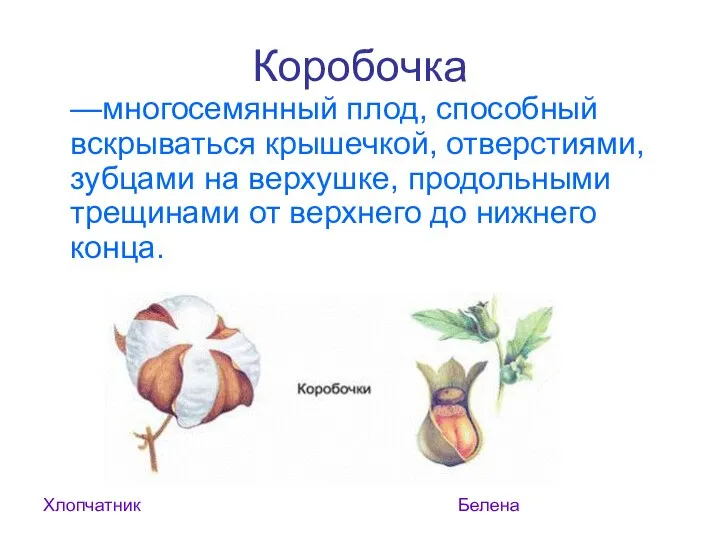 Коробочка —многосемянный плод, способный вскрываться крышечкой, отверстиями, зубцами на верхушке, продольными трещинами