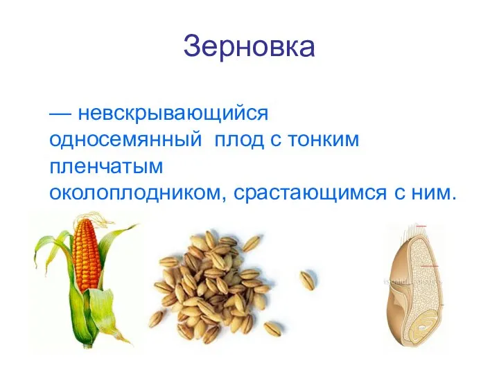 Зерновка — невскрывающийся односемянный плод с тонким пленчатым околоплодником, срастающимся с ним.