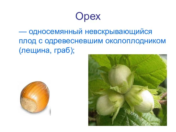 Орех — односемянный невскрывающийся плод с одревесневшим околоплодником (лещина, граб);
