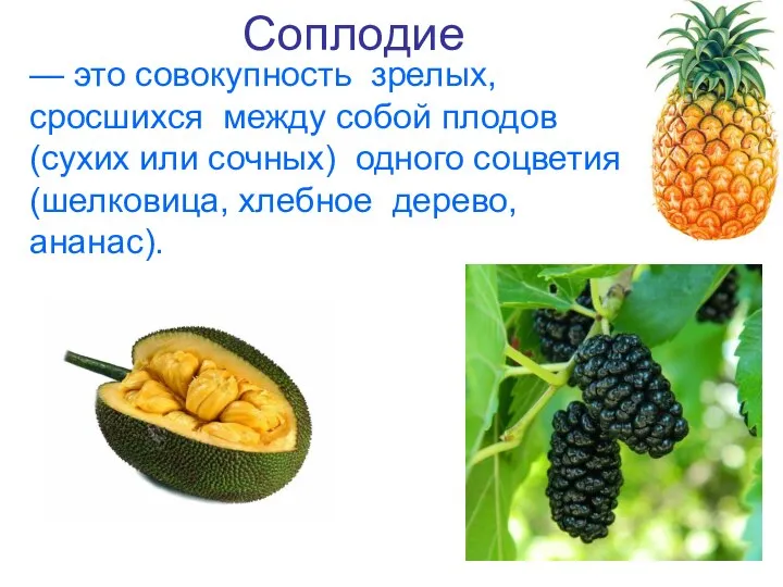 Соплодие — это совокупность зрелых, сросшихся между собой плодов (сухих или сочных)