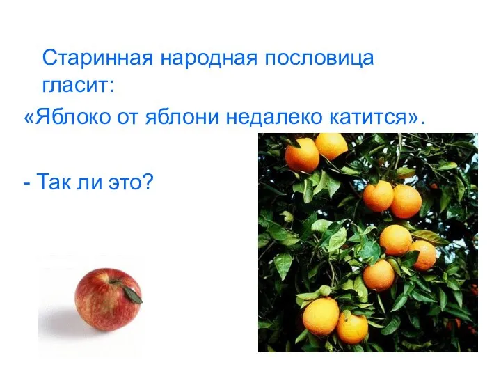 Старинная народная пословица гласит: «Яблоко от яблони недалеко катится». - Так ли это?