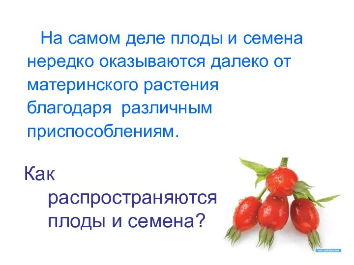 На самом деле плоды и семена нередко оказываются далеко от материнского растения