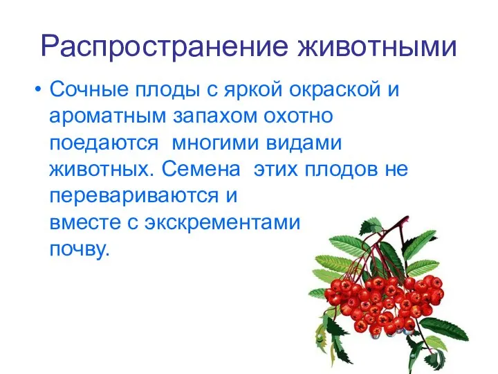 Распространение животными Сочные плоды с яркой окраской и ароматным запахом охотно поедаются