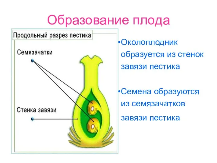 Образование плода Околоплодник образуется из стенок завязи пестика Семена образуются из семязачатков завязи пестика