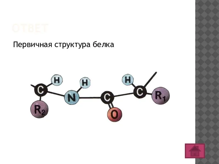 ОТВЕТ Первичная структура белка