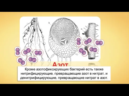 Палочковидные бактерии размножаются в клетках корня, образуя утолщения — клубеньки. Азот Кроме