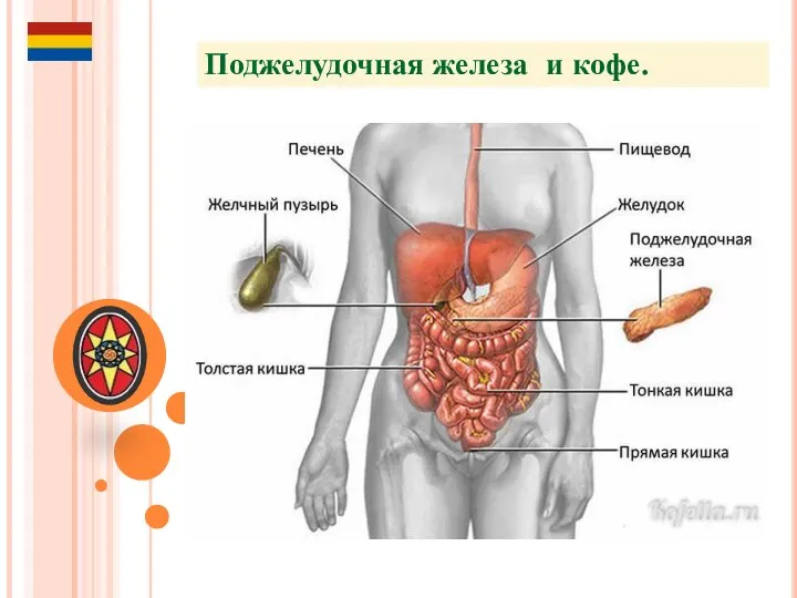 Поджелудочная железа и кофе.