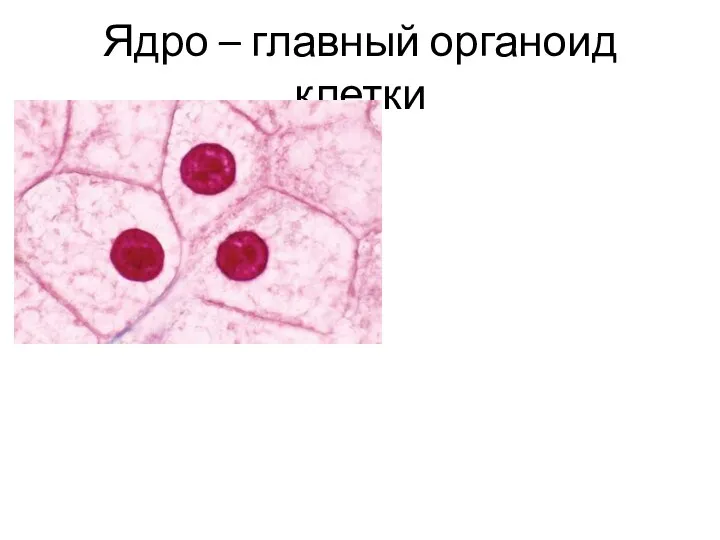 Ядро – главный органоид клетки