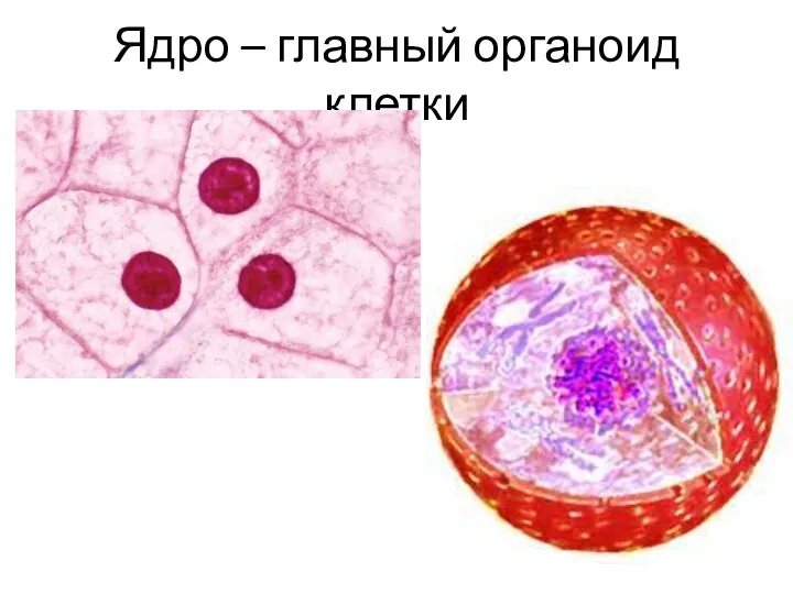 Ядро – главный органоид клетки