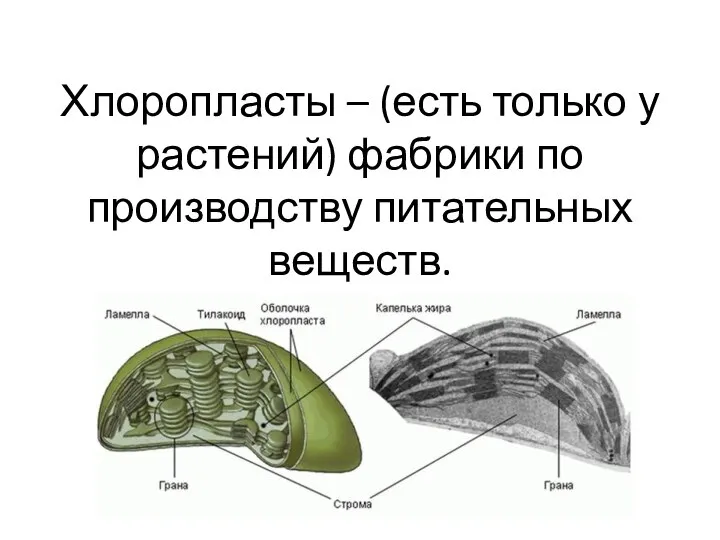 Хлоропласты – (есть только у растений) фабрики по производству питательных веществ.