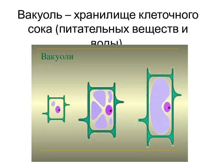 Вакуоль – хранилище клеточного сока (питательных веществ и воды).