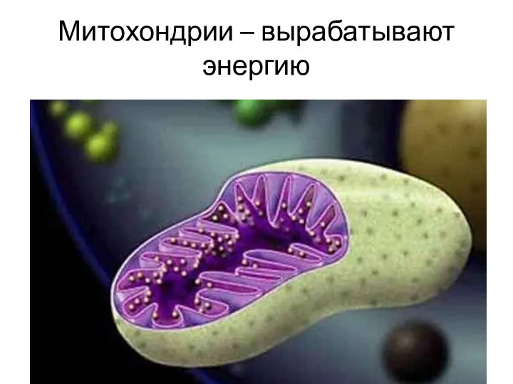 Митохондрии – вырабатывают энергию