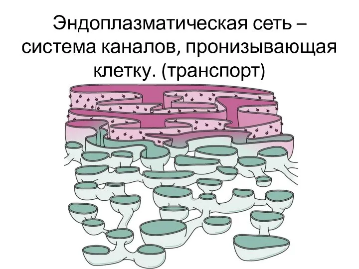 Эндоплазматическая сеть – система каналов, пронизывающая клетку. (транспорт)