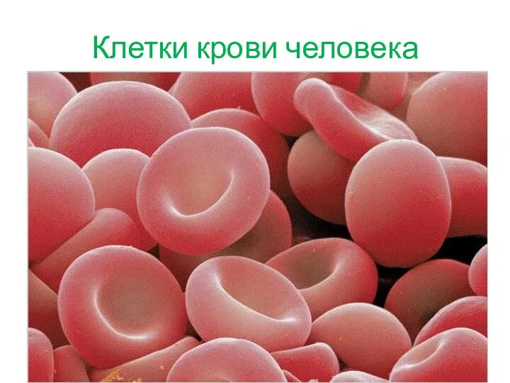 Клетки крови человека