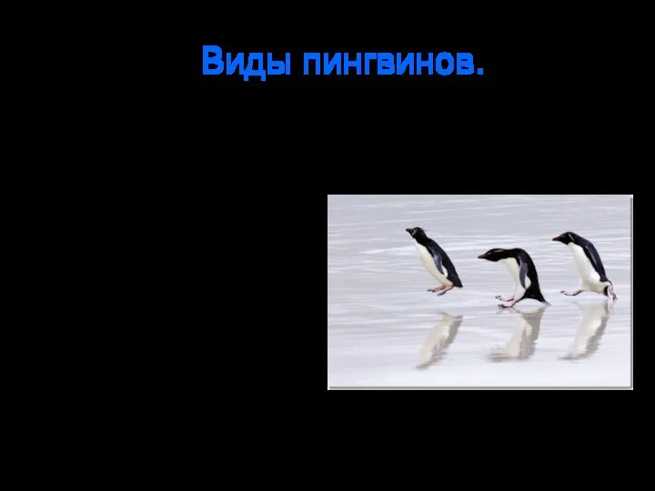 Виды пингвинов. Императорский пингвин. Золотоволосый пингвин. Королевский пингвин. Хохлатый пингвин. Пингвин Адели.