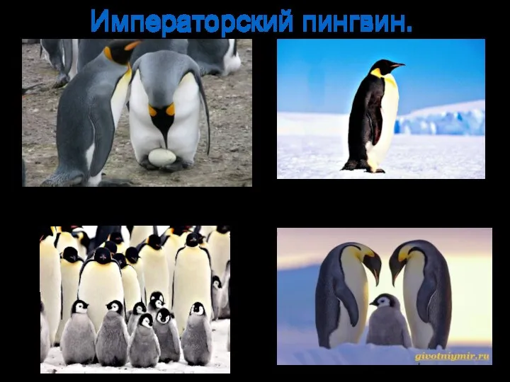 Императорский пингвин. Яйцо Императорский пингвин высиживает 70-100 дней. Пингвин может сидеть на