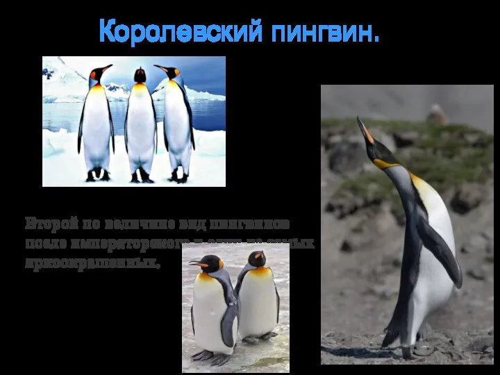 Королевский пингвин. Второй по величине вид пингвинов после императорского,и один из самых яркоокрашенных.