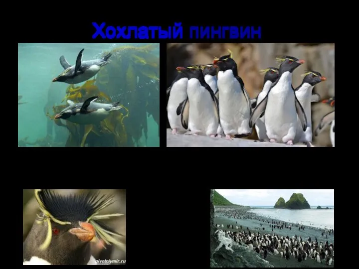 Хохлатый пингвин. Получил свое название благодаря хохолкам с кисточками, которые расположились от