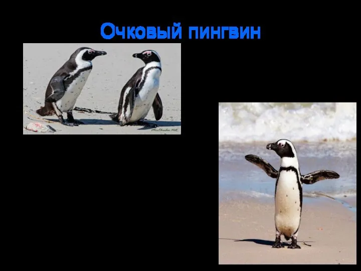 Очковый пингвин Назван из-за того, что глаза напоминают очки. Этого пингвина также