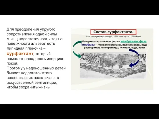 Для преодоления упругого сопротивления одной силы мышц недостаточность, так на поверхности альвеол