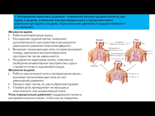 4. Биомеханика внешнего дыхания – изменения объема грудной полости при вдохе и