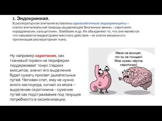 2. Эндокринная. В респираторном эпителий вставлены одноклеточные эндокриноциты – клетки эпителиальной природы