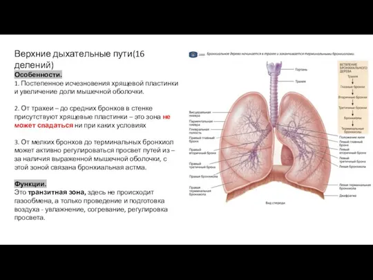 Верхние дыхательные пути(16 делений) Особенности. 1. Постепенное исчезновения хрящевой пластинки и увеличение