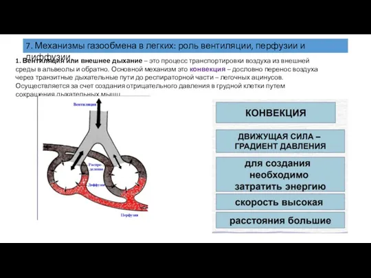 7. Механизмы газообмена в легких: роль вентиляции, перфузии и диффузии. 1. Вентиляция