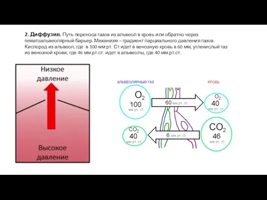 2. Диффузия. Путь переноса газов из альвеол в кровь или обратно через