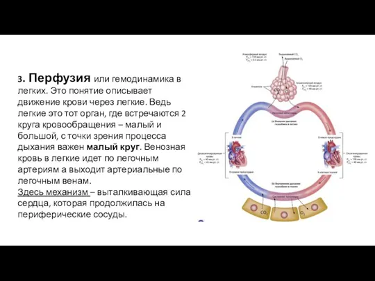 3. Перфузия или гемодинамика в легких. Это понятие описывает движение крови через