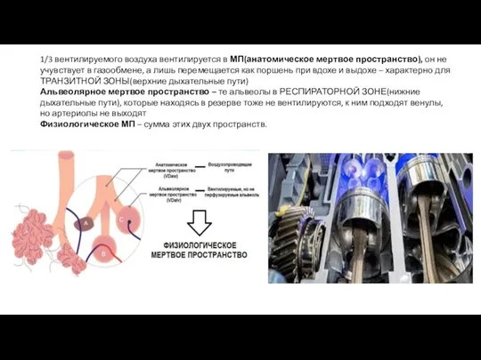 1/3 вентилируемого воздуха вентилируется в МП(анатомическое мертвое пространство), он не учувствует в