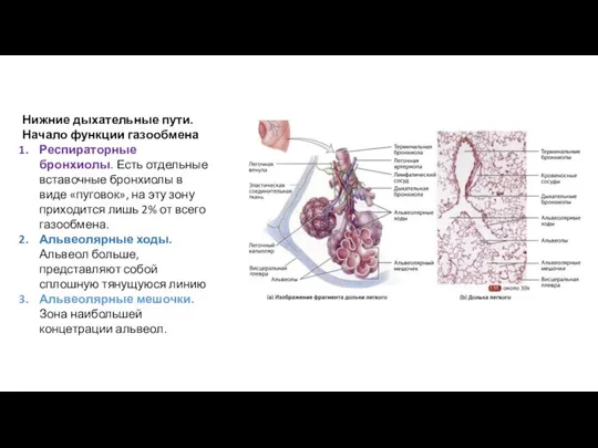 Нижние дыхательные пути. Начало функции газообмена Респираторные бронхиолы. Есть отдельные вставочные бронхиолы