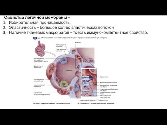 Свойства легочной мембраны – Избирательная проницаемость, Эластичность – большое кол-во эластических волокон