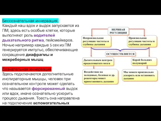 Бессознательная иннервация. Каждый наш вдох и выдох запускается из ПМ, здесь есть