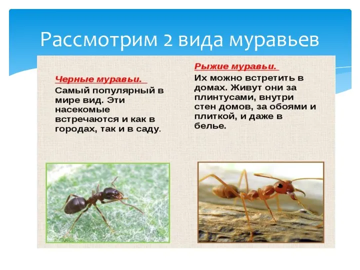 Рассмотрим 2 вида муравьев