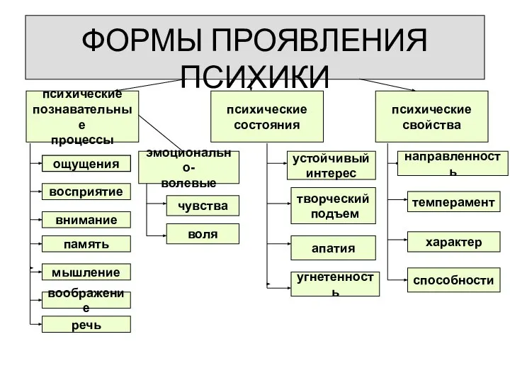 ФОРМЫ ПРОЯВЛЕНИЯ ПСИХИКИ психические познавательные процессы психические состояния психические свойства ощущения восприятие