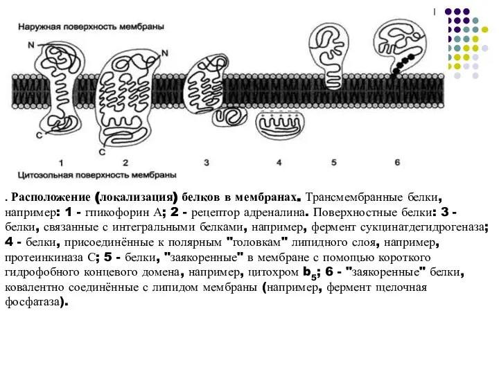 . Расположение (локализация) белков в мембранах. Трансмембранные белки, например: 1 - гпикофорин