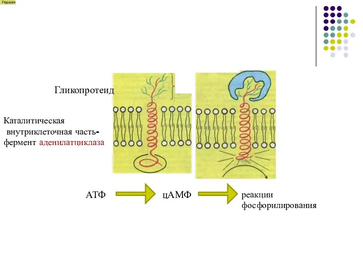 Гликопротеид Каталитическая внутриклеточная часть- фермент аденилатциклаза АТФ цАМФ реакции фосфорилирования