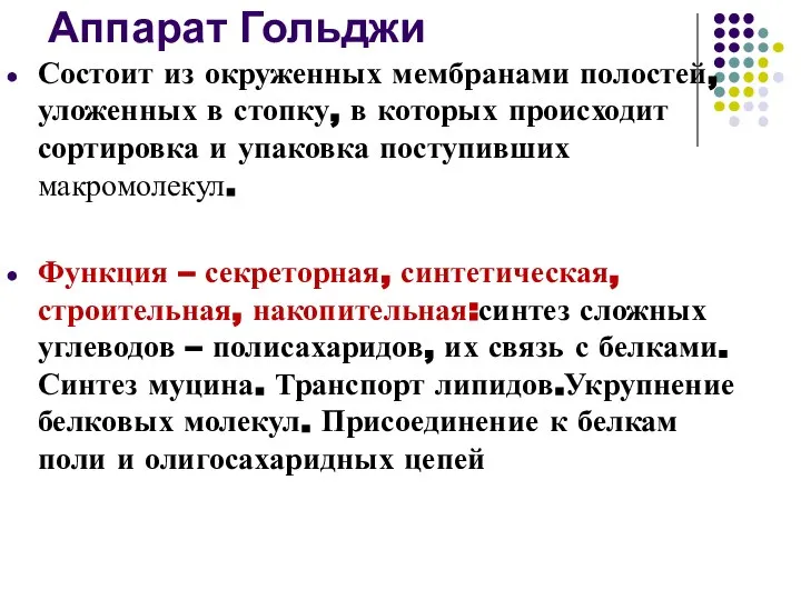 Аппарат Гольджи Состоит из окруженных мембранами полостей, уложенных в стопку, в которых