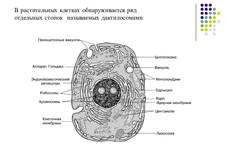 В растительных клетках обнаруживается ряд отдельных стопок называемых дактилосомами