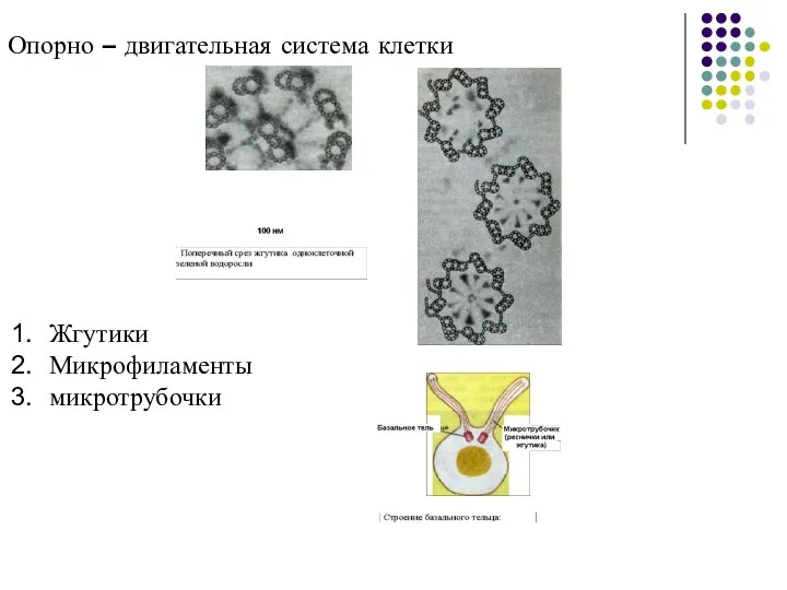 Опорно – двигательная система клетки Жгутики Микрофиламенты микротрубочки