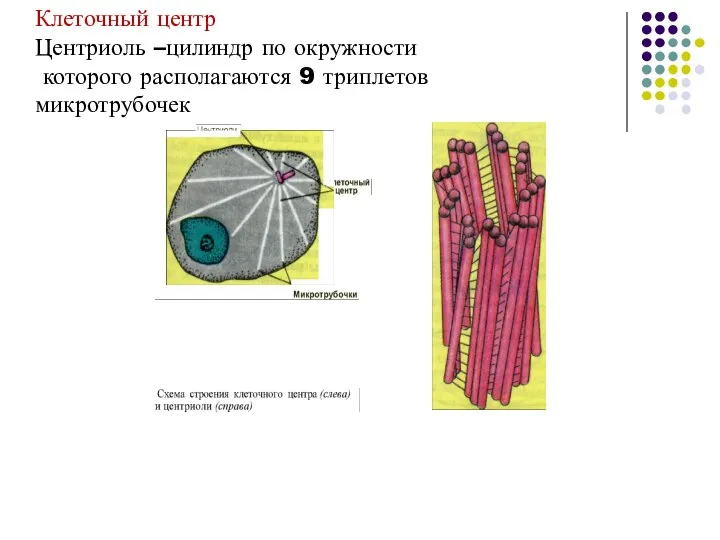 Клеточный центр Центриоль –цилиндр по окружности которого располагаются 9 триплетов микротрубочек