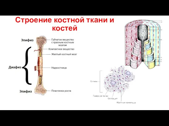 Строение костной ткани и костей