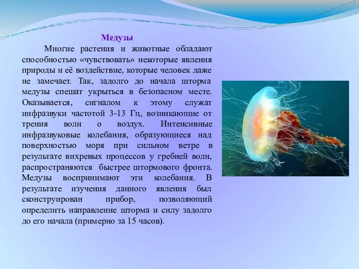 Медузы Многие растения и животные обладают способностью «чувствовать» некоторые явления природы и