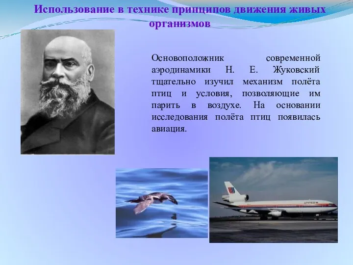 Основоположник современной аэродинамики Н. Е. Жуковский тщательно изучил механизм полёта птиц и