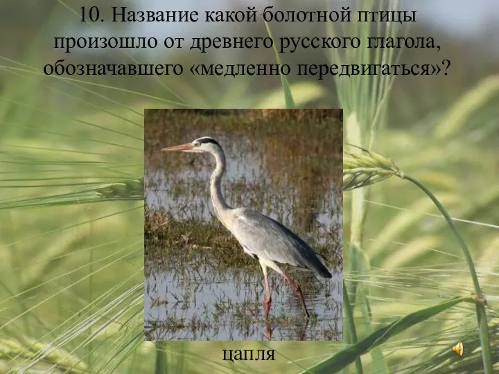 10. Название какой болотной птицы произошло от древнего русского глагола, обозначавшего «медленно передвигаться»? цапля