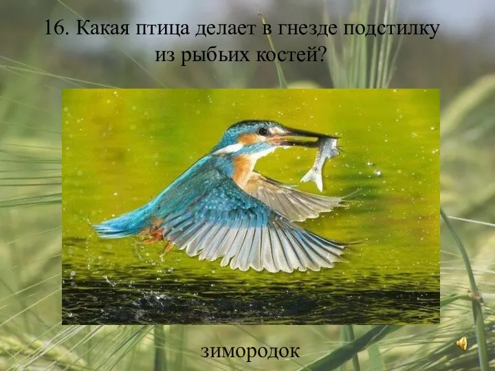 16. Какая птица делает в гнезде подстилку из рыбьих костей? зимородок