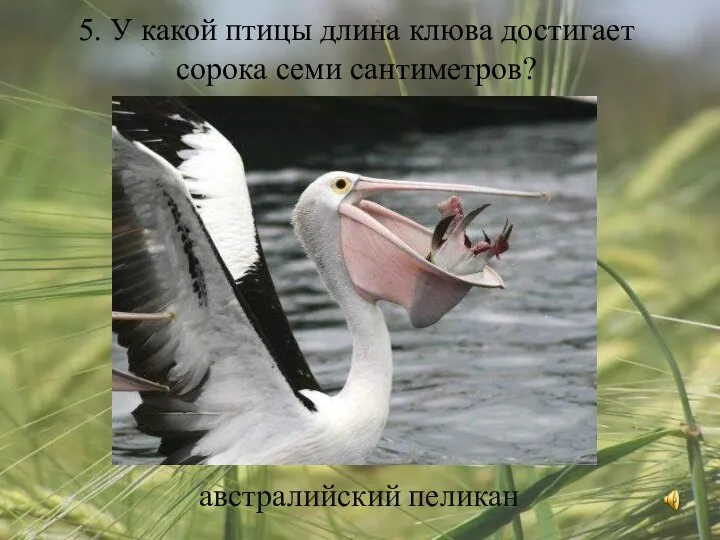 5. У какой птицы длина клюва достигает сорока семи сантиметров? австралийский пеликан