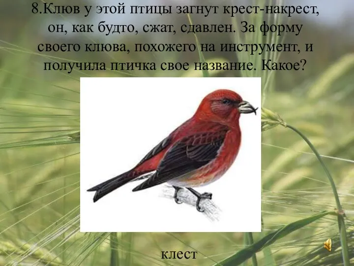 8.Клюв у этой птицы загнут крест-накрест, он, как будто, сжат, сдавлен. За